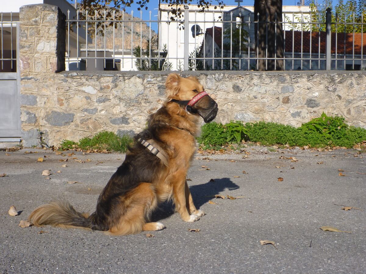 Border-Collie Mischling mit Netzmaulkorb