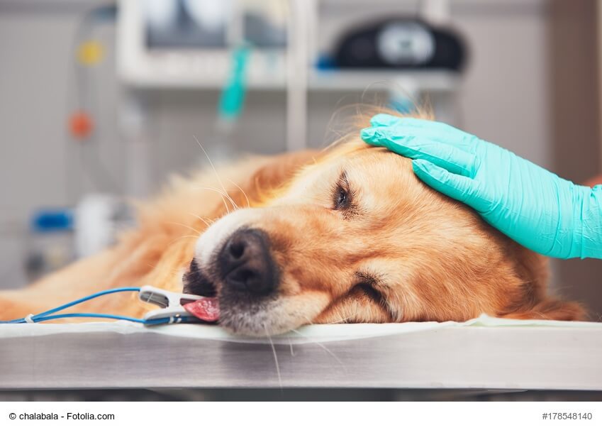 Intubierter Hund auf einem OP-Tisch mit behandschuhter Hand auf dem Kopf