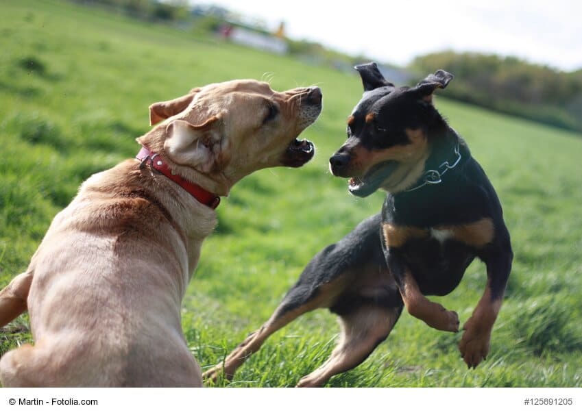 Hunde in Action beim wilden Spiel auf einer Wiese