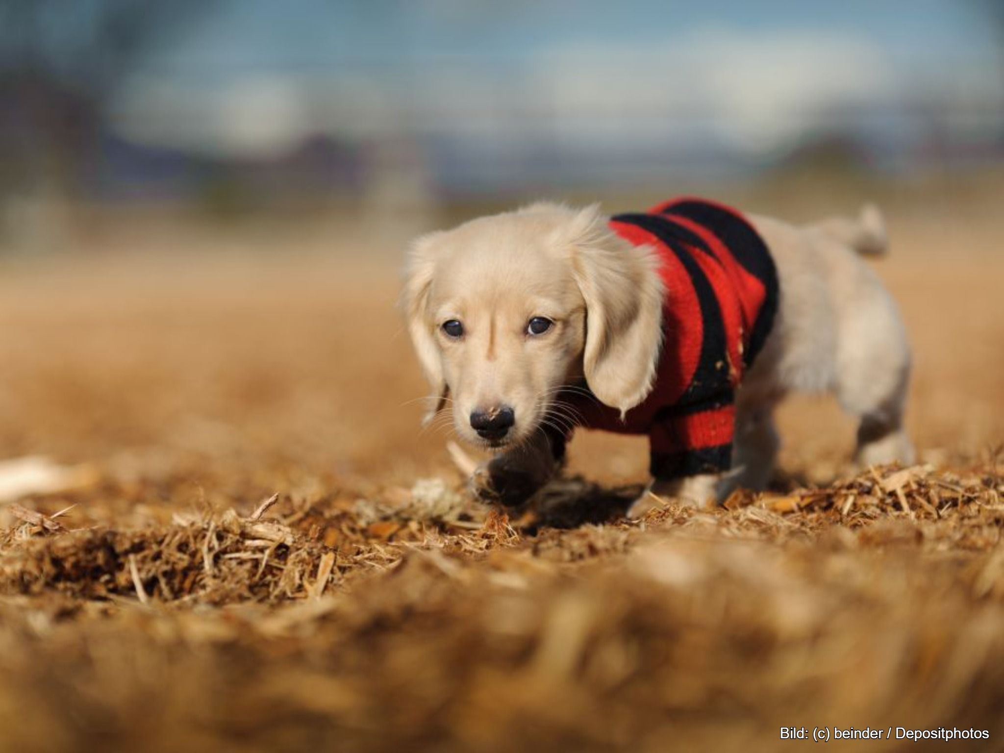 Hundepullover Wolle