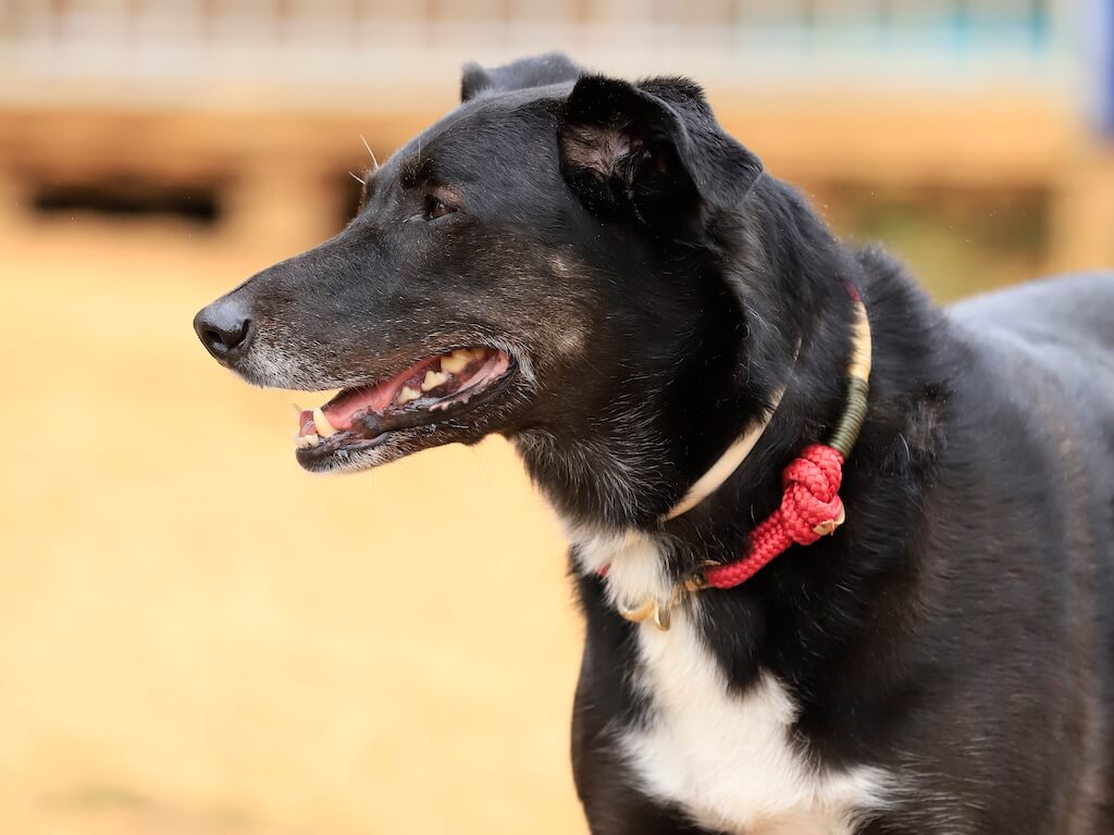 Portrait eines schwarzen Hund mit grauer Schnauze und weißer Brust