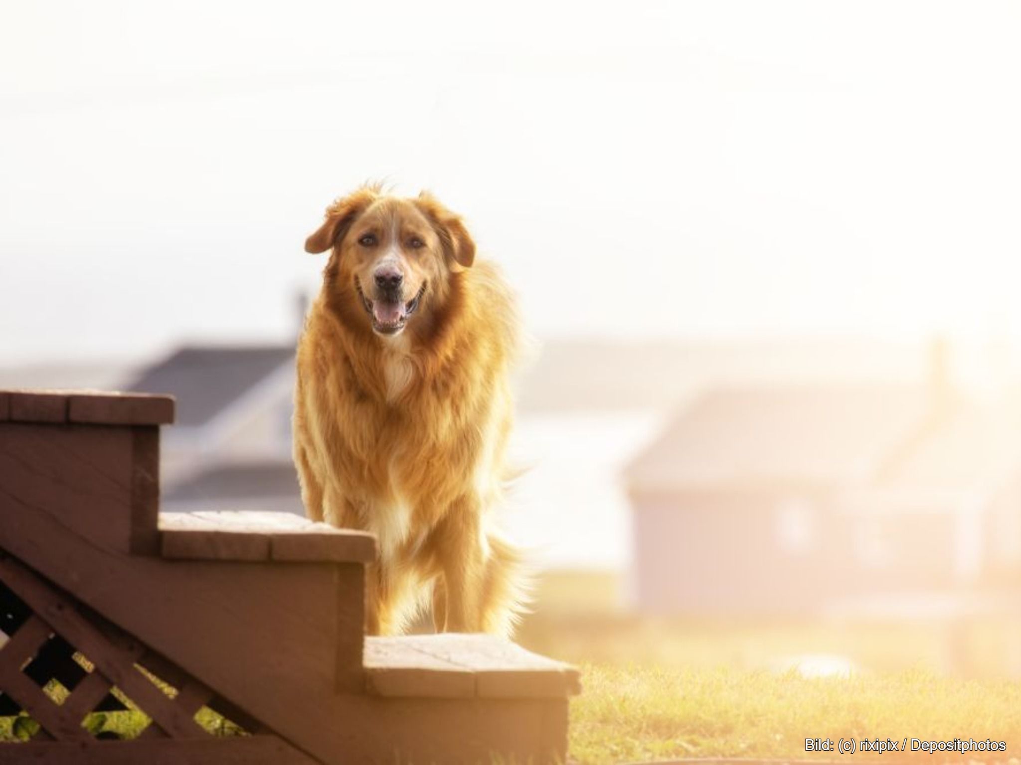 Hundetreppe für Seniorhunde