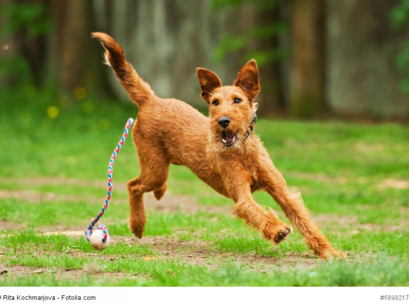 Irish Terrier gehören in die Sektion 1 der Hochläufigen Terrier