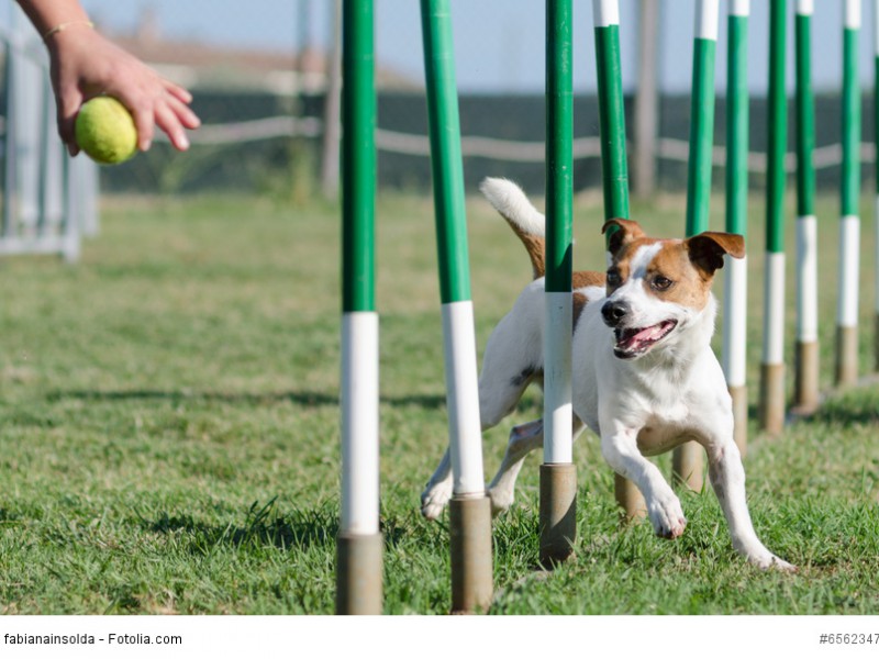 Agility ist eine super Auslastung für einen Jack Russell Terrier