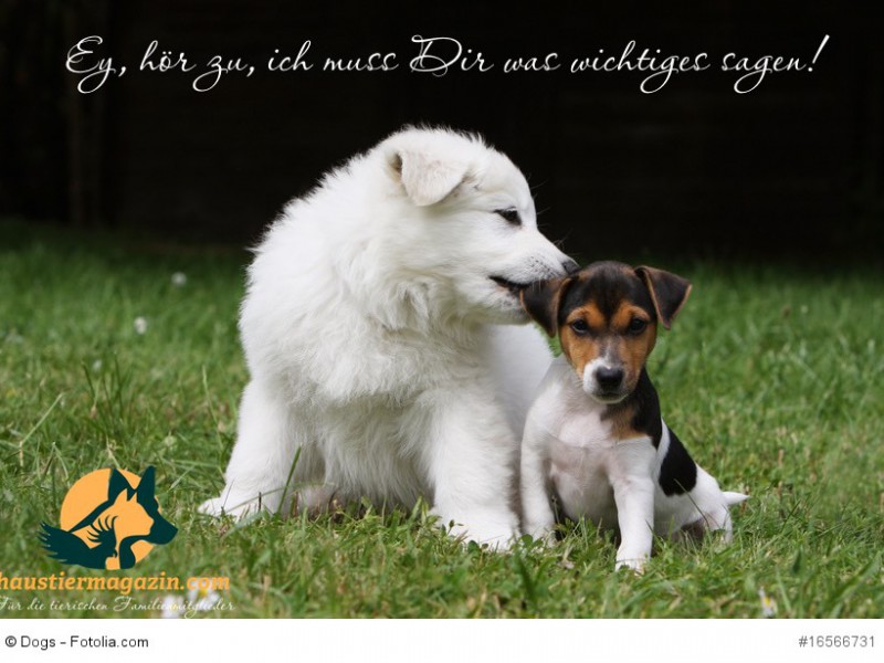 berger blanc et parsan jack russell terrier amis