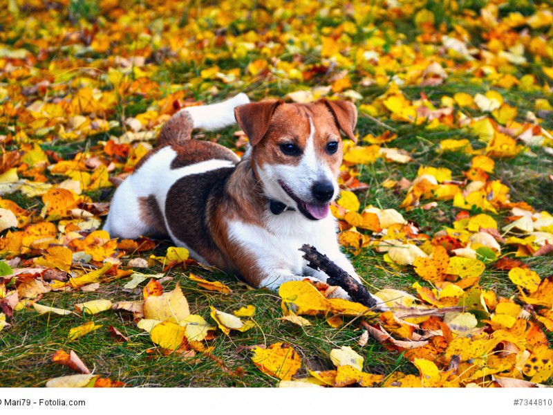 Jack Russell Terrier wollen gefordert werden.