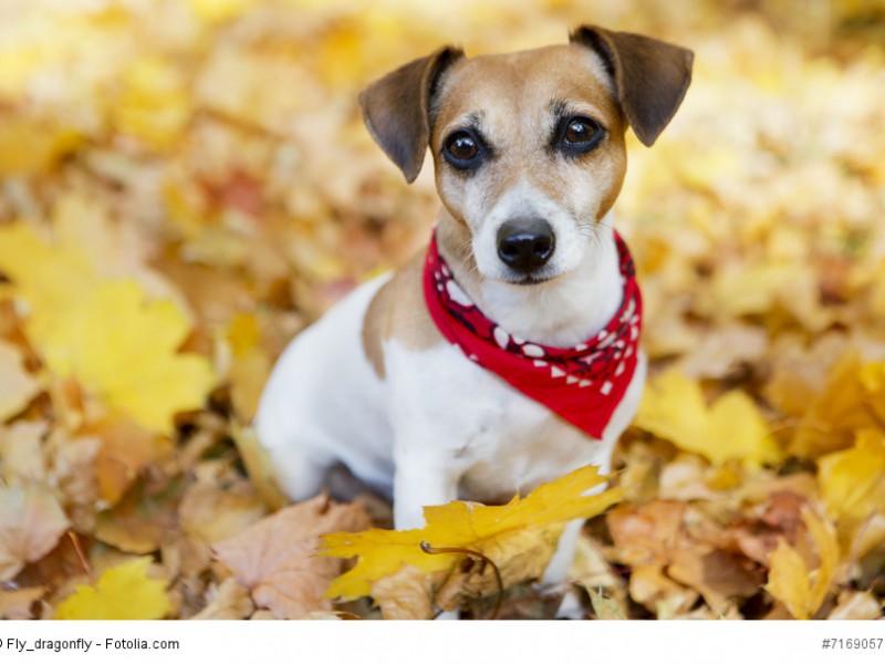 Jack Russell Terrier sind sehr loyale Hunde, sobald du dir ihr Zutrauen verdient hast.