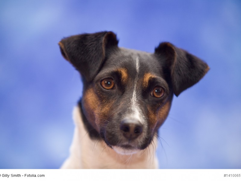 Jackys sind sehr kluge und intelligente Hunde.