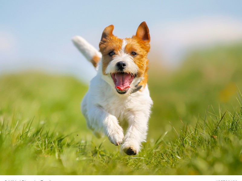 Jack Russell Terrier sind zum Jagen gezüchtet.