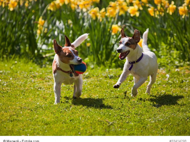 Jack Russell Terrier spielen gerne und ausdauernd.