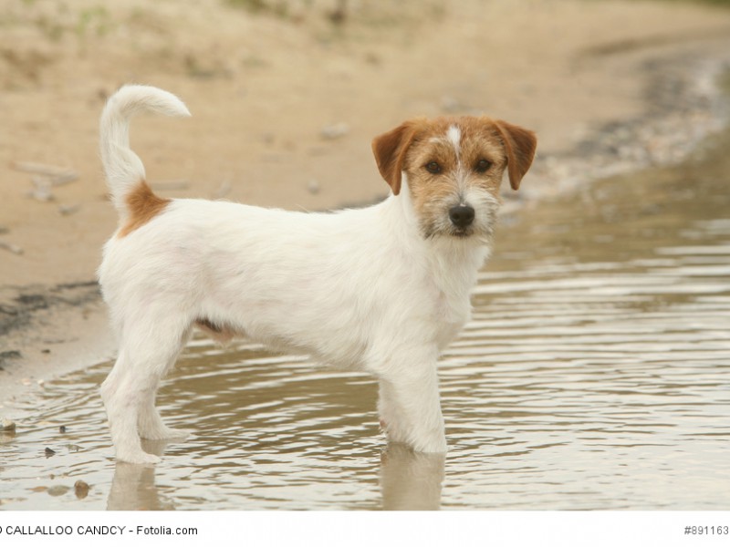 Jack Russell Terrier gibt es mit rauem und glattem Fell.