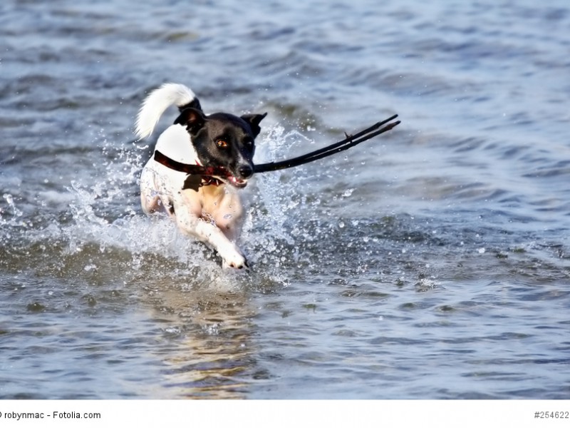 Jackys lieben Wasser und brauchen viel Abwechslung.