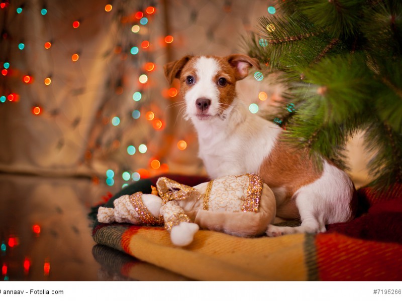 Genau wie alle Tiere sind Jack Russell Terrier sind keine guten Geschenke zu Weihnachten.