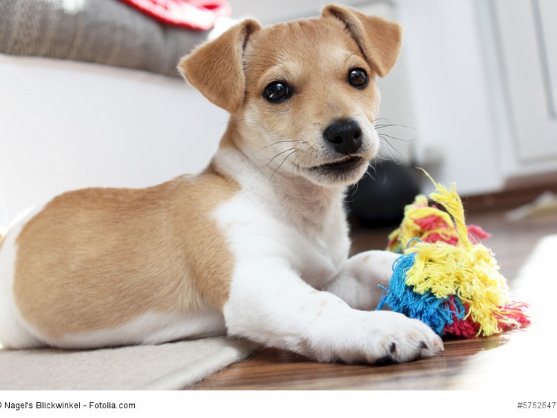 Jack Russell Terrier Welpen möchten spielen