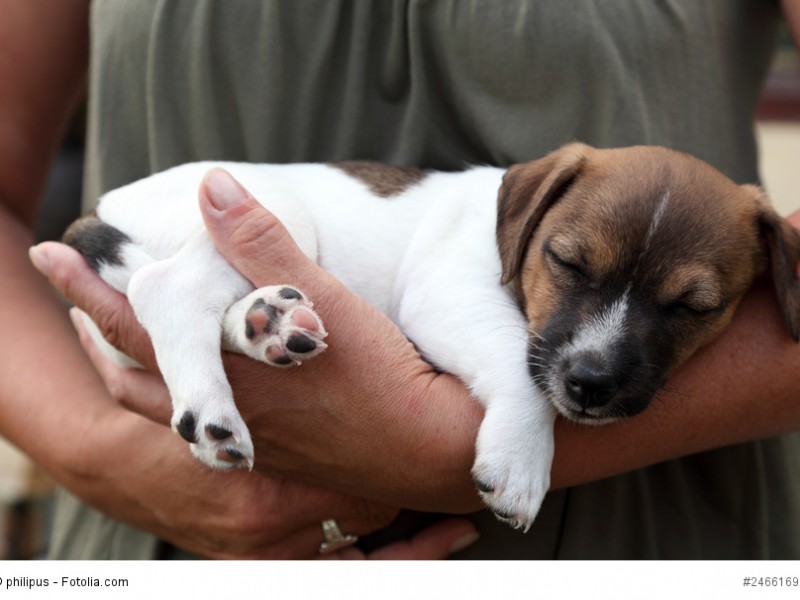 Jack Russel Terrier sind zwar klein aber oho!