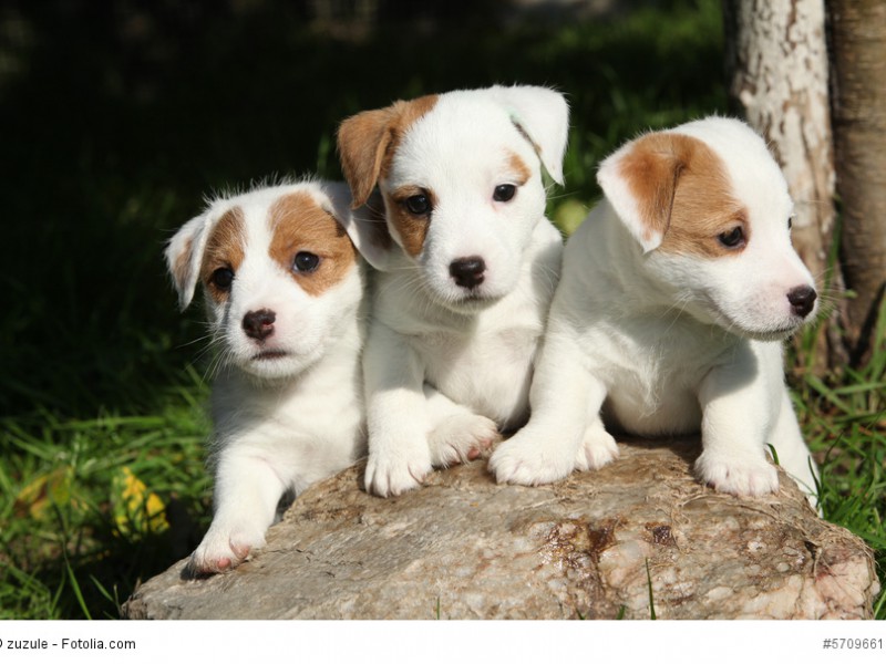 Zum Verlieben süß diese Jack Russell Terrier Welpen