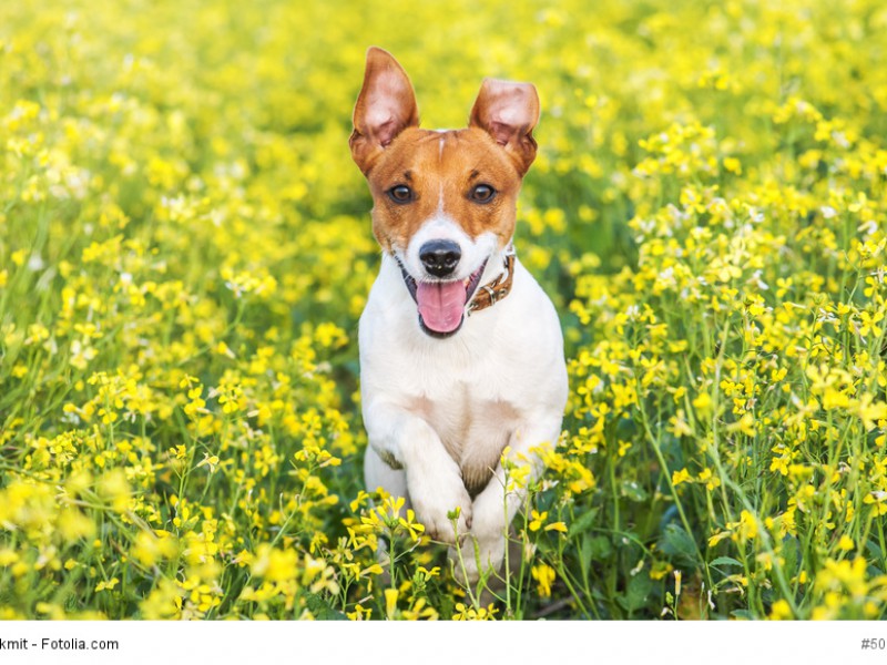 Jack Russell Terrier brauchen viel Bewegung.