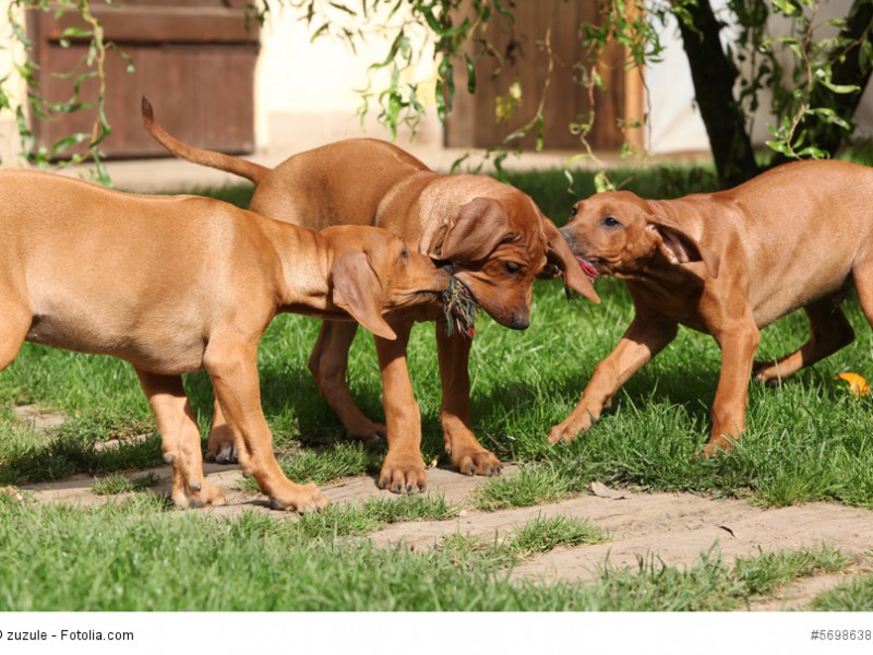 Spielen ist auch für Rhodesian Ridgeback-Welpen das höchste Glück auf Erden!