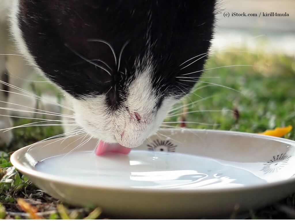 Eine Katze trinkt aus einem Napf.