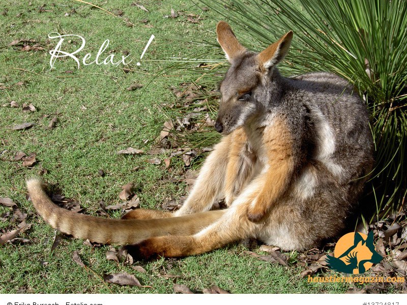 Känguruh in Australien