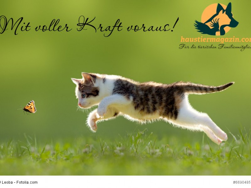 Katze, Kätzchen im Sprung