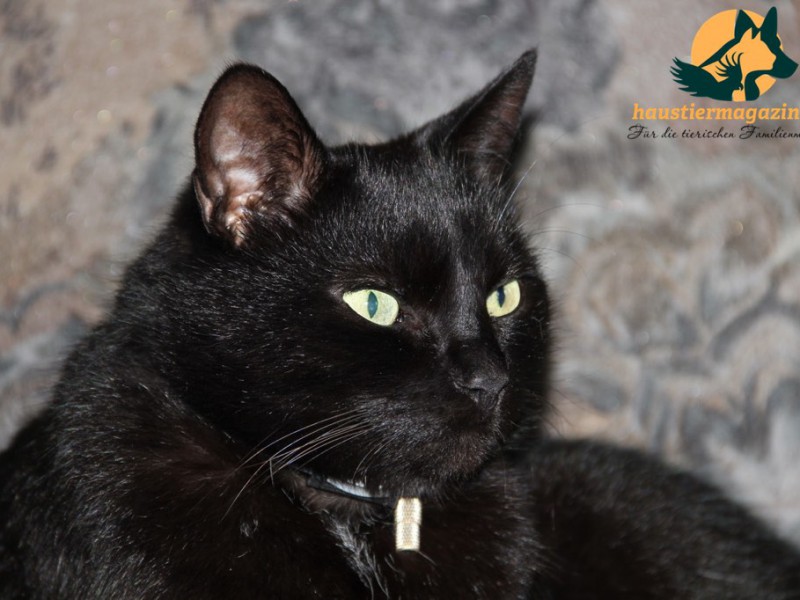 kater-entspannt01