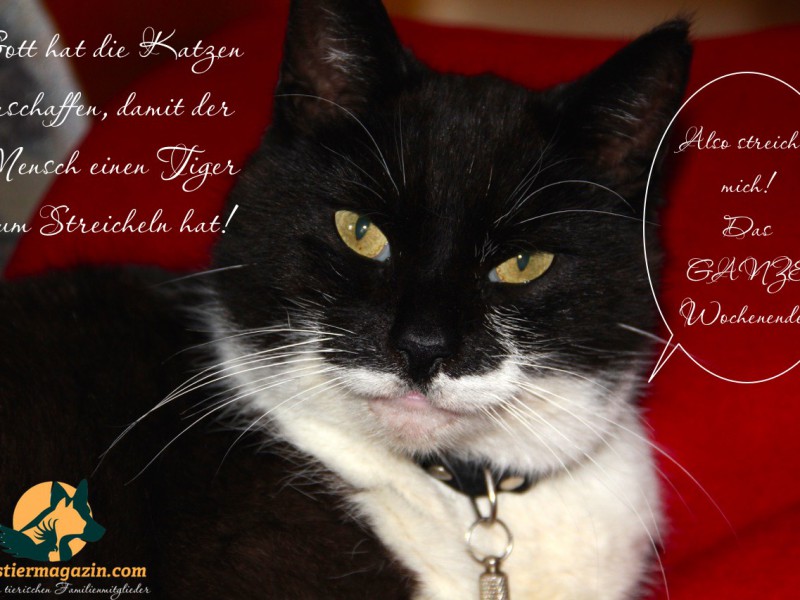 kater-entspannt02
