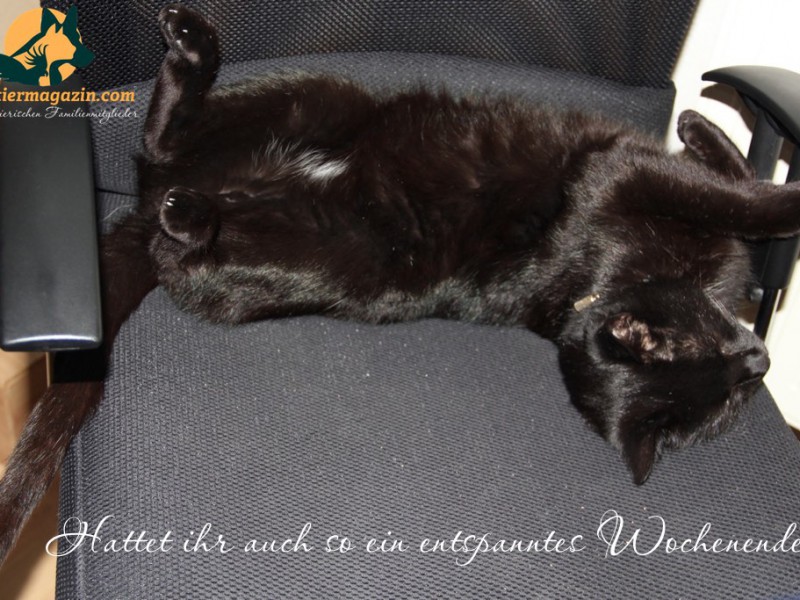 kater-entspannt04