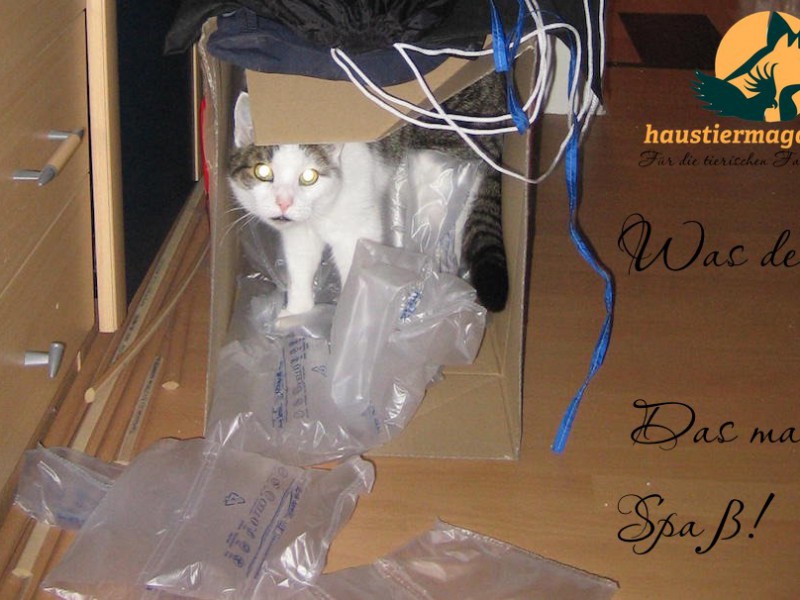 kater-karton-rascheln