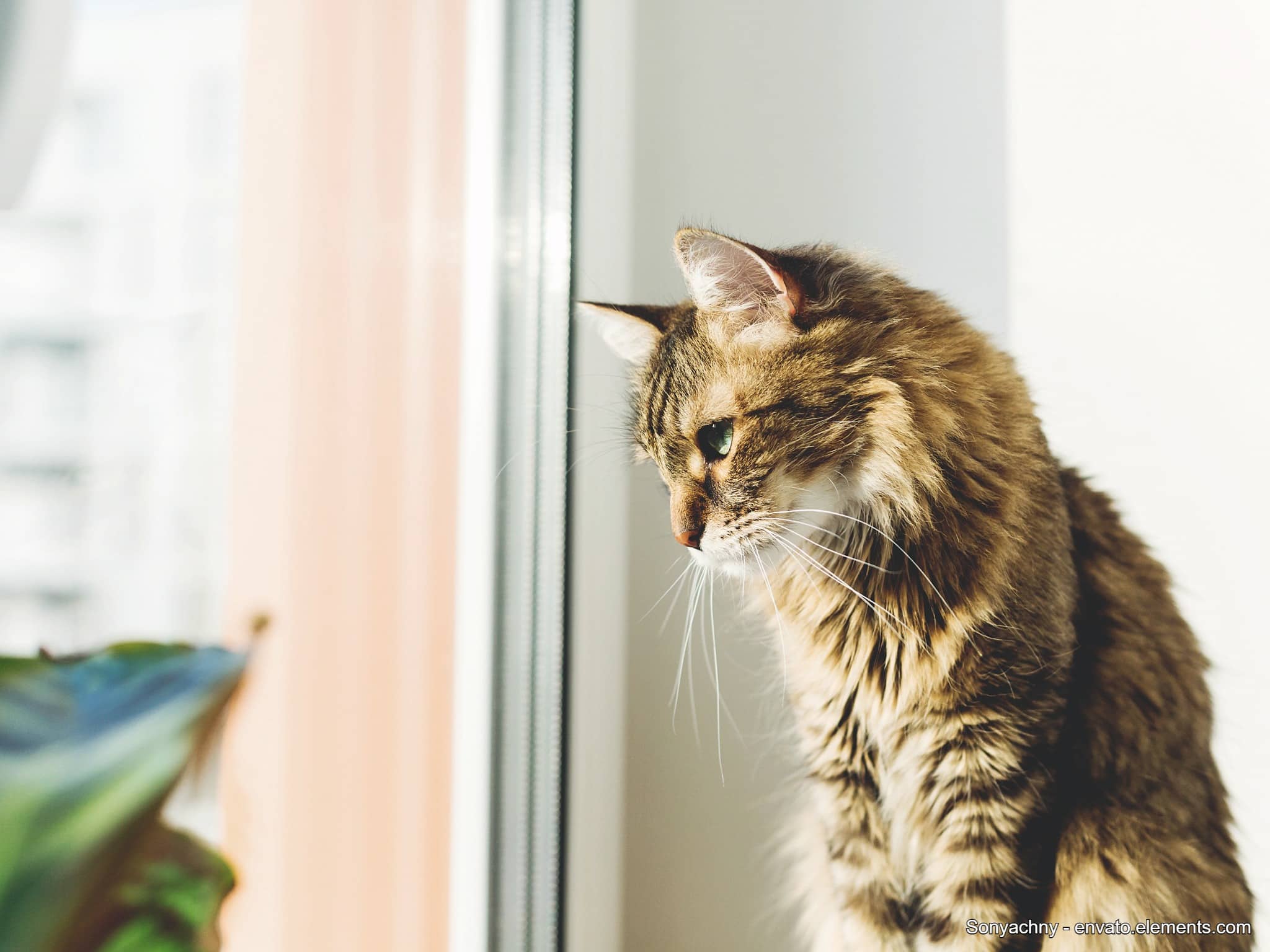 kippschutz fenster katze