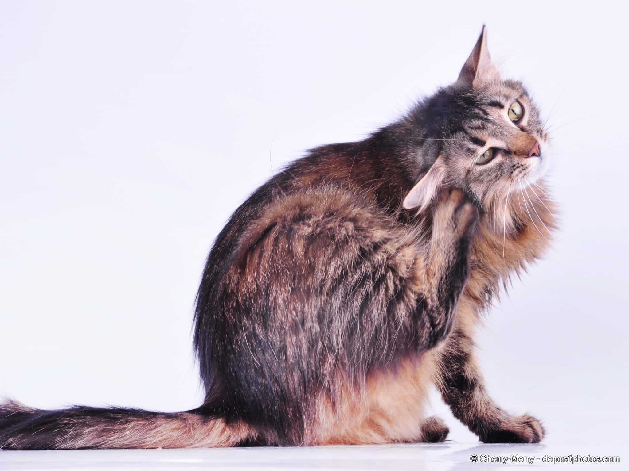 Katze kratzt sich