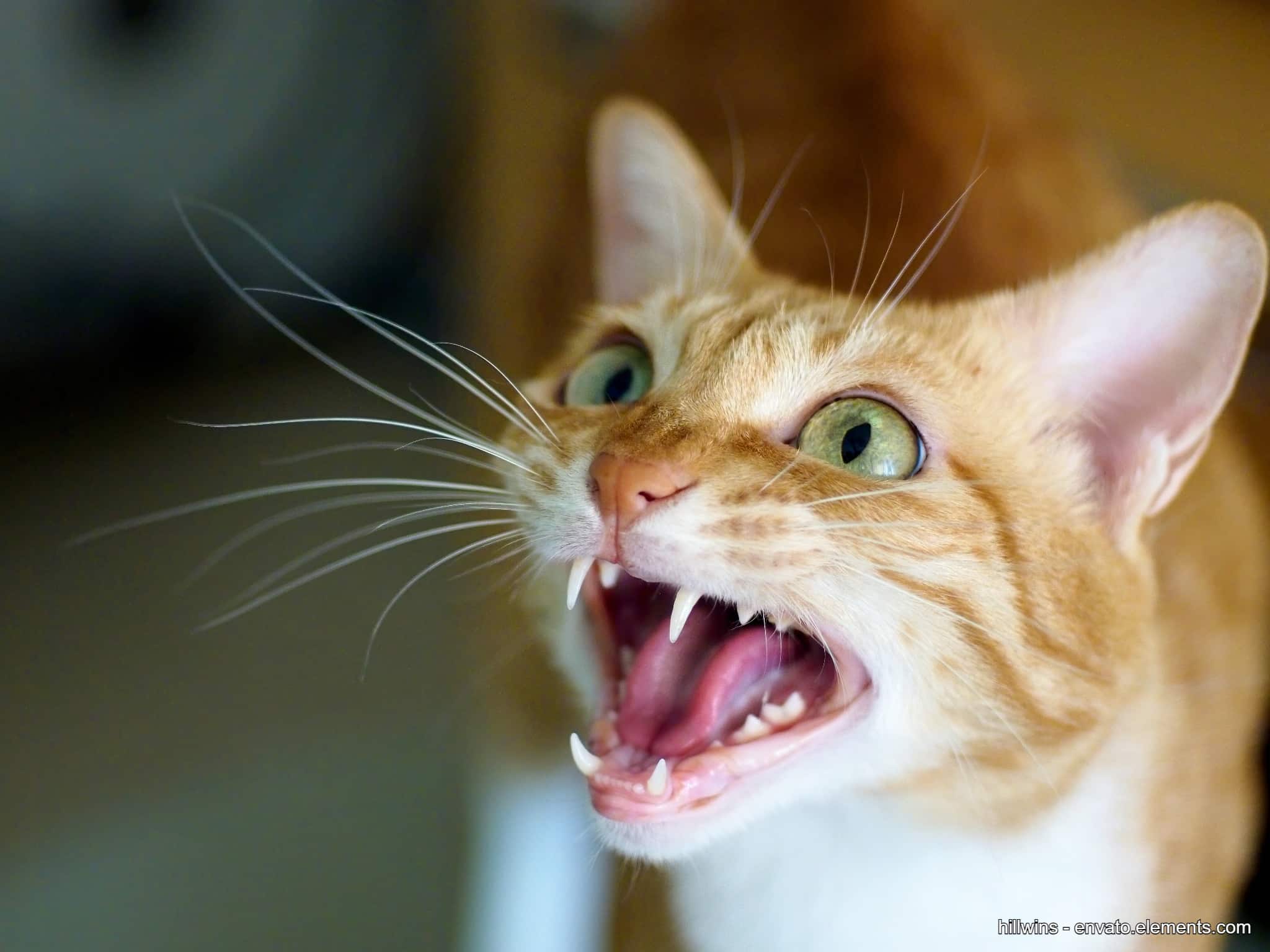katze miaut viel