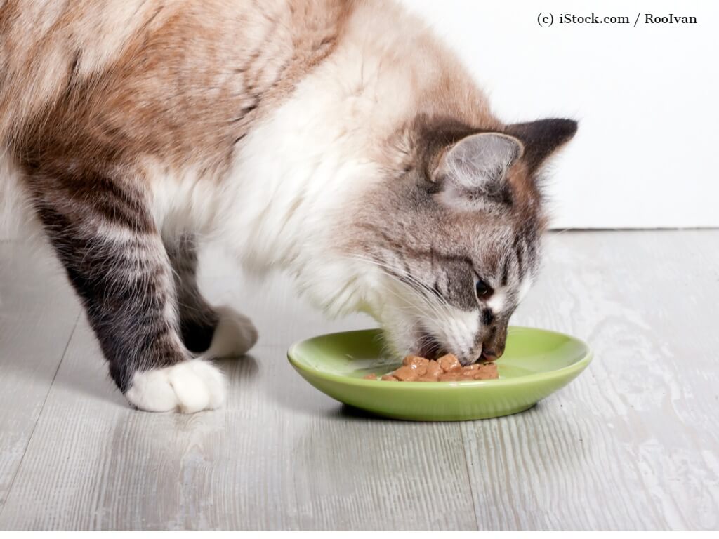 Eine Katze frisst Futter aus einem Napf