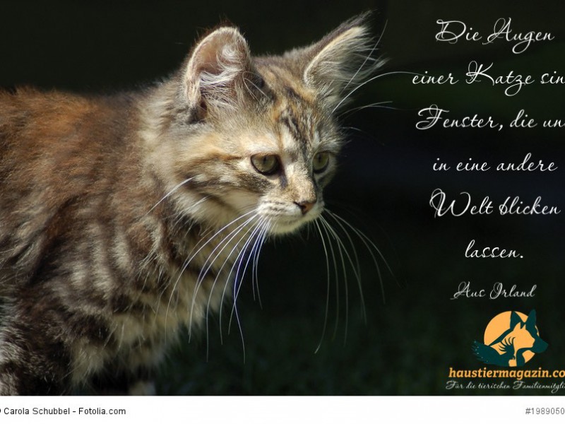 Hauskatze