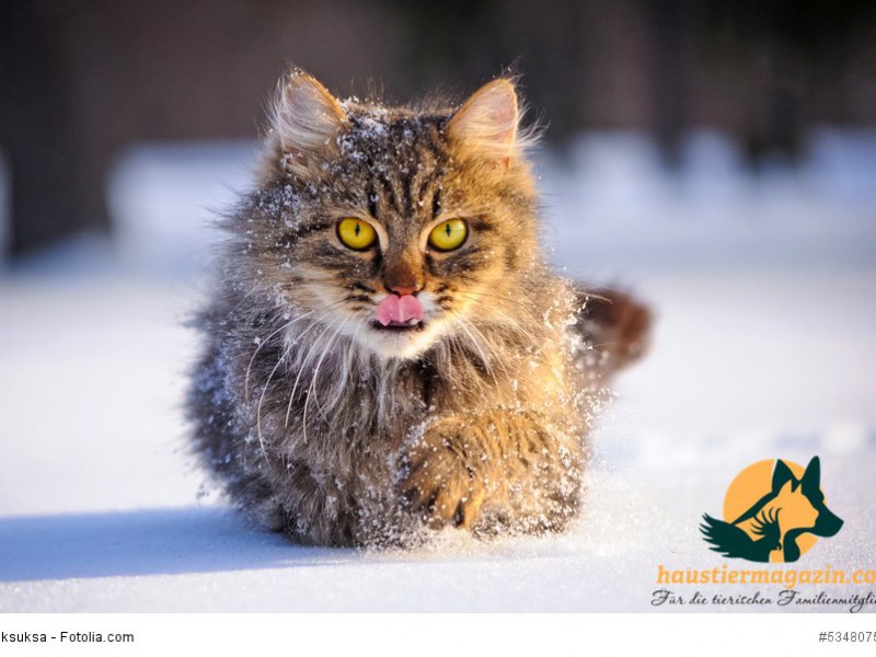 cat in winter