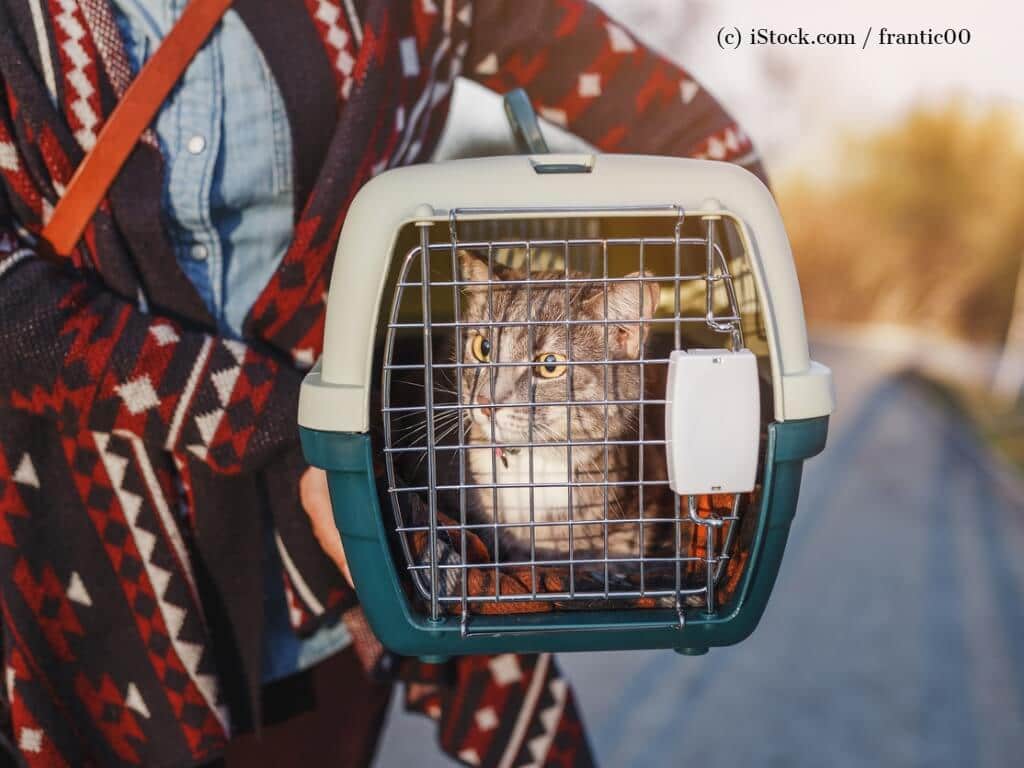 Eine Katze sitzt in einer Transportbox.