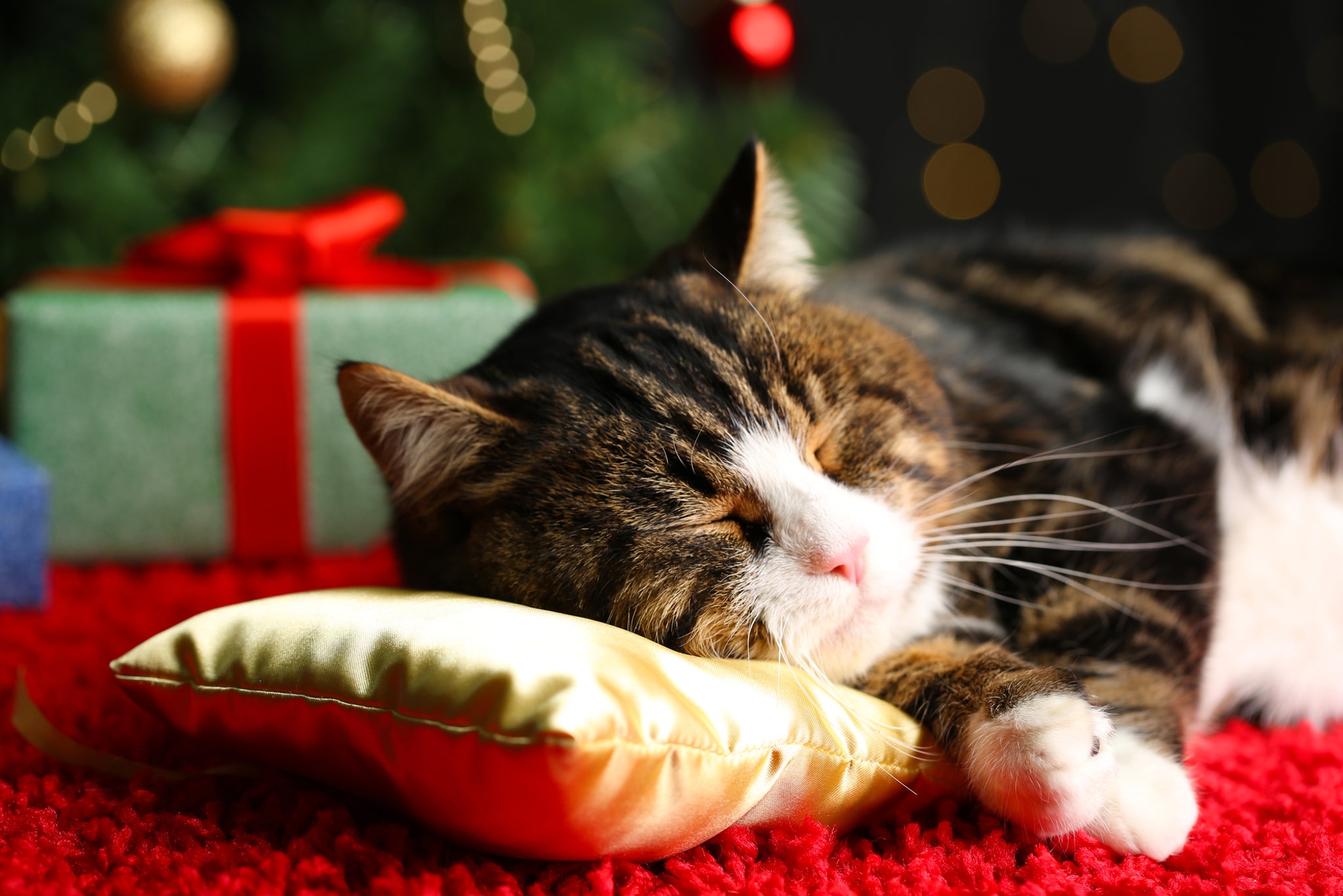 Katze Weihnachten Geschenk Weihnachtsbaum