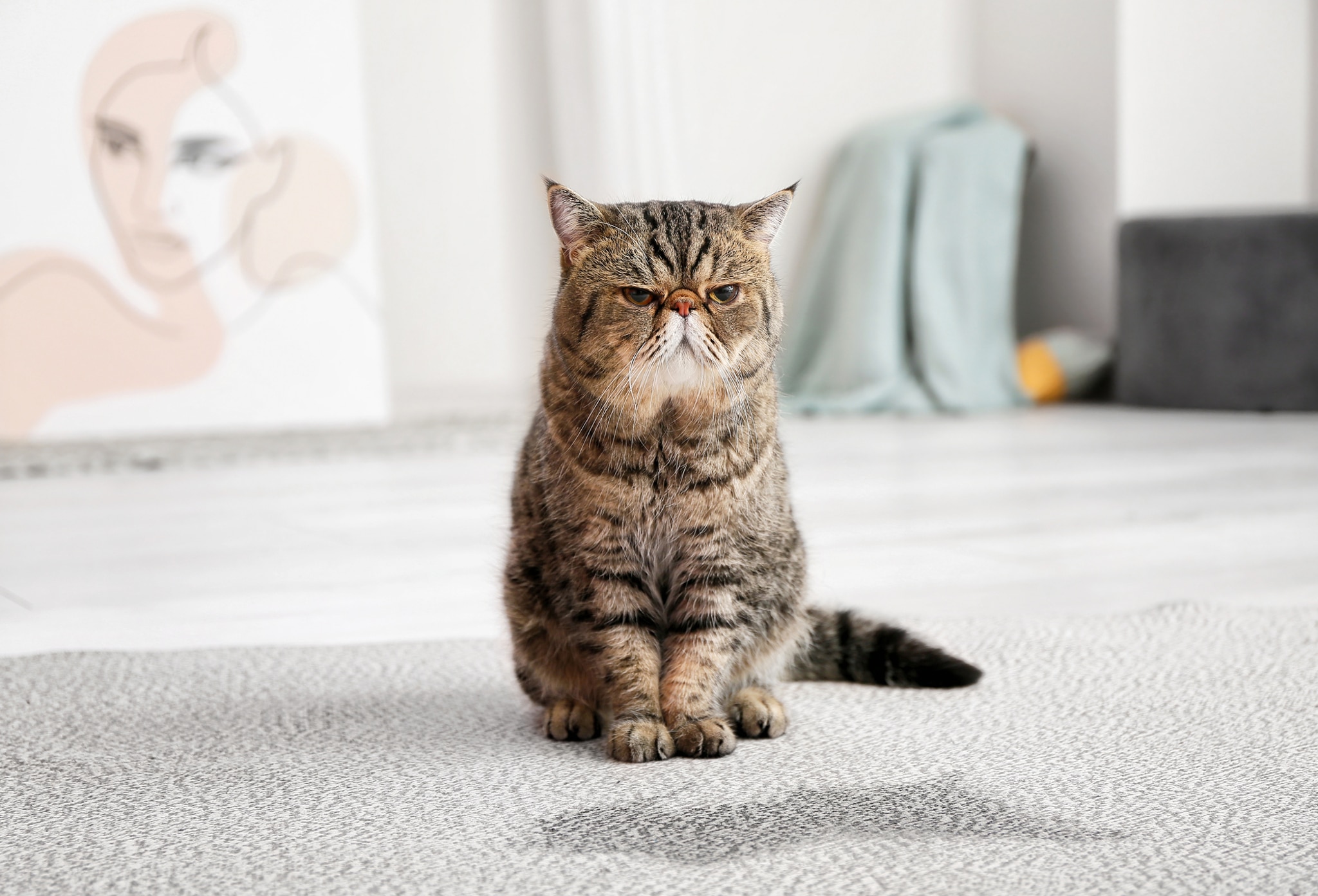 Katze Teppich Urinfleck Unsauberkeit