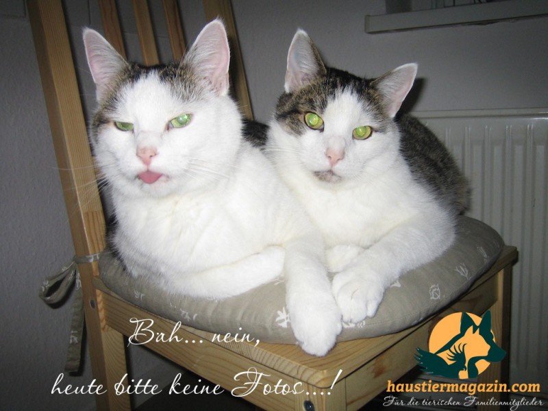 katzen-kuscheln-stuhl
