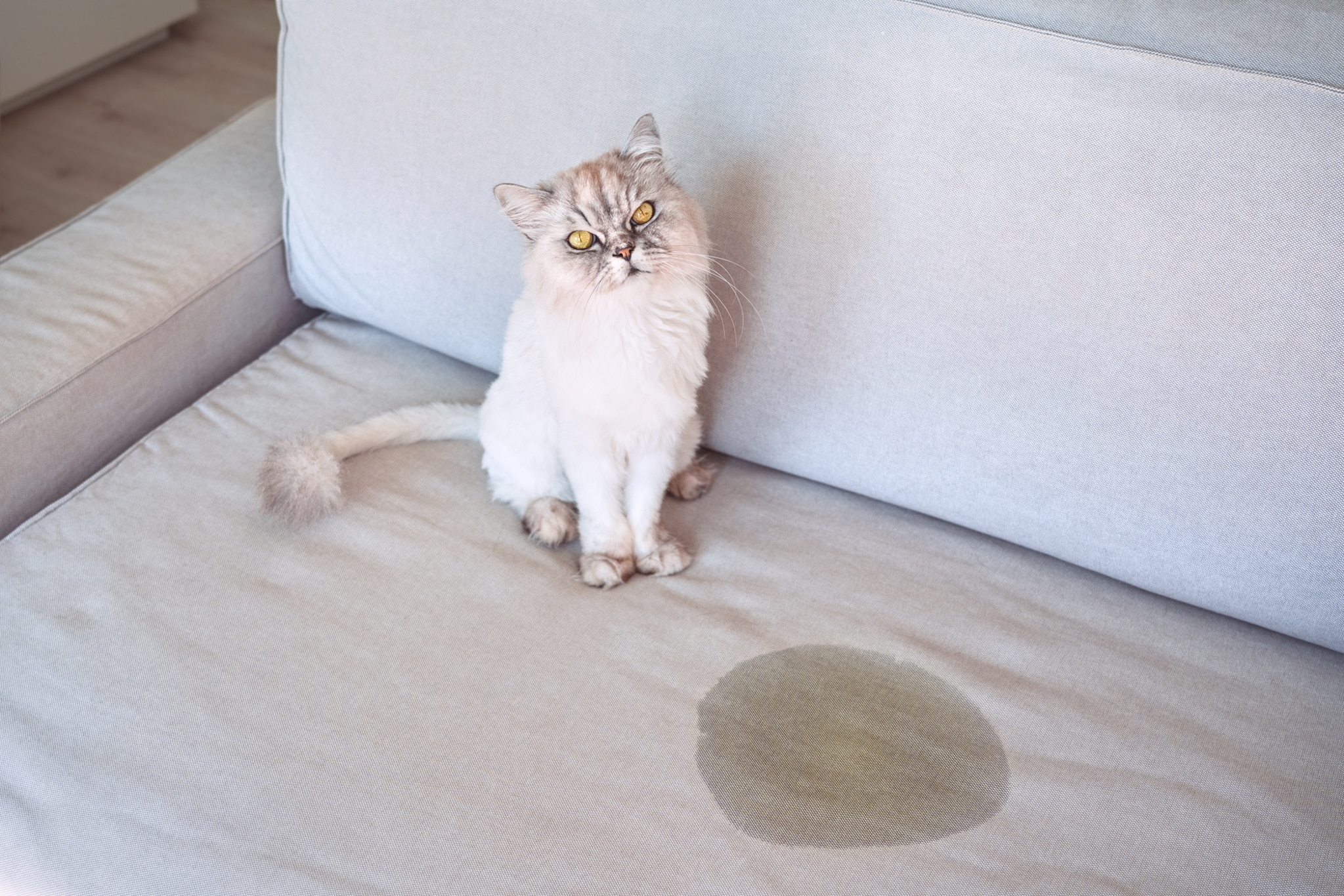 Katze sitzt auf Couch neben Urinfleck