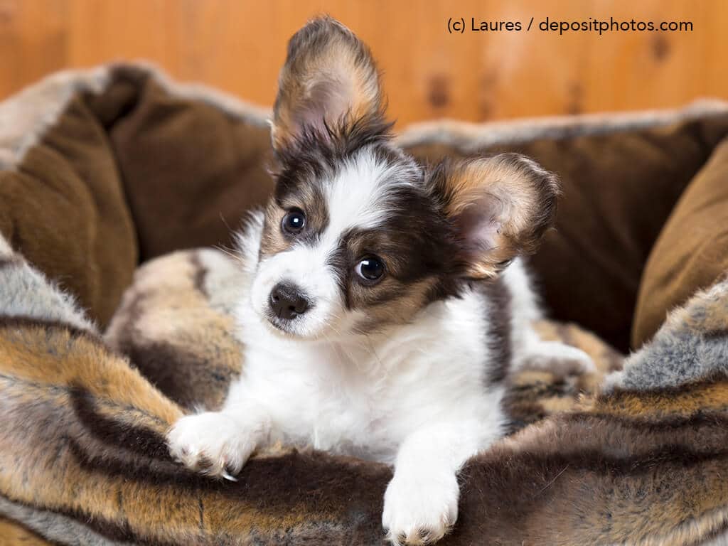 Welpe im Hundebett