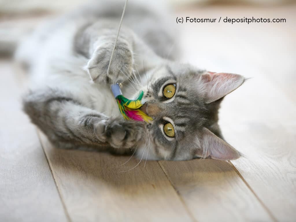 Eine Katze liegt auf dem Boden und spielt mit einer Feder