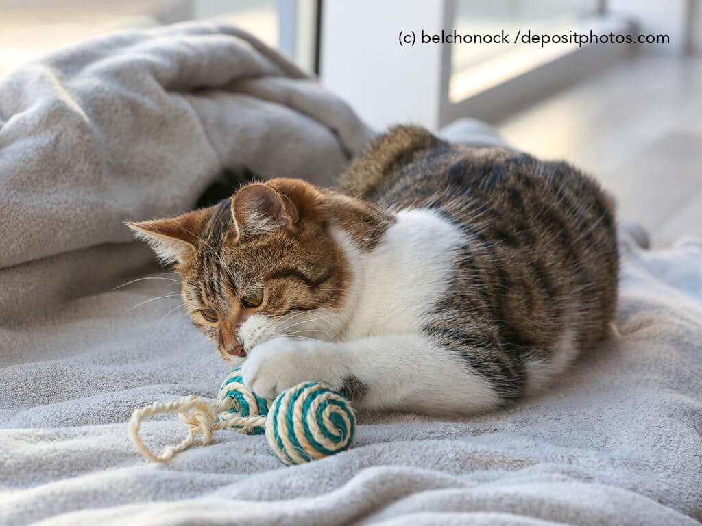 Katze spielt mit Sisalspielzeug