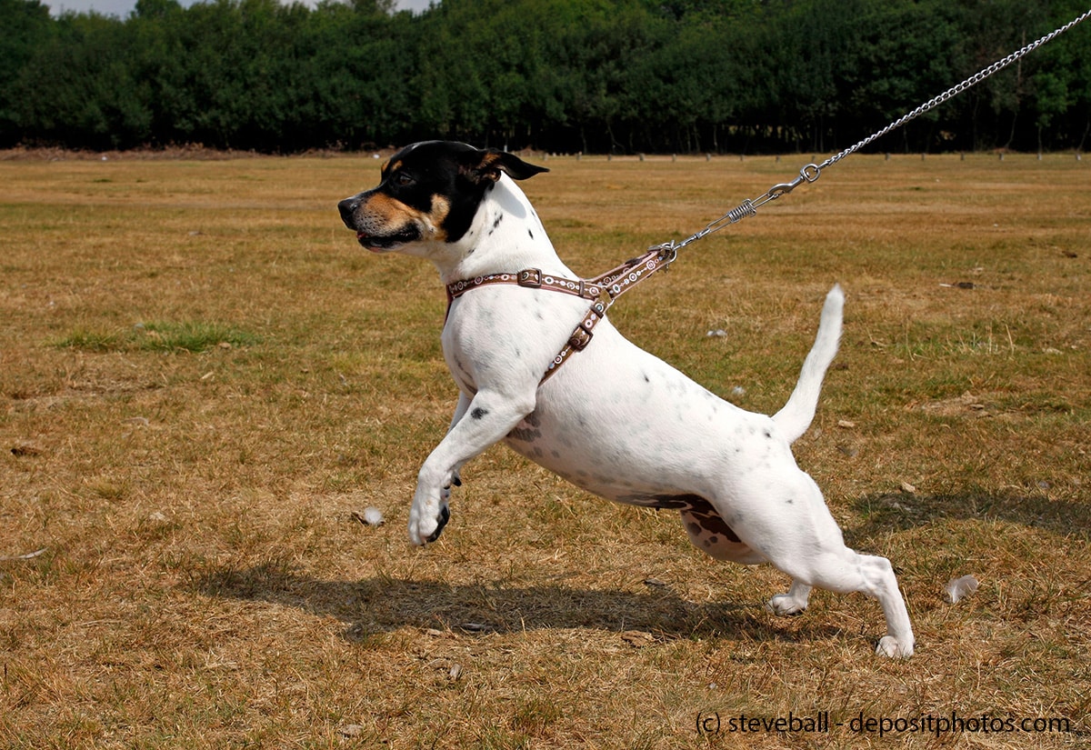 Kleiner Hund zieht am Geschirr über das Feld