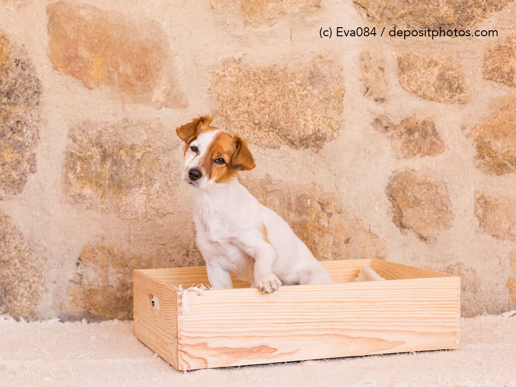 Hund sitzt in Holzkasten