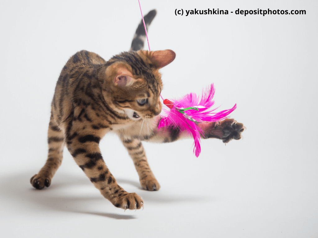 Junge Katze mit Federspielzeug