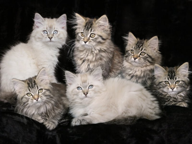Deutsch Langhaar: 12 Wochen alte Kitten von Sinthari