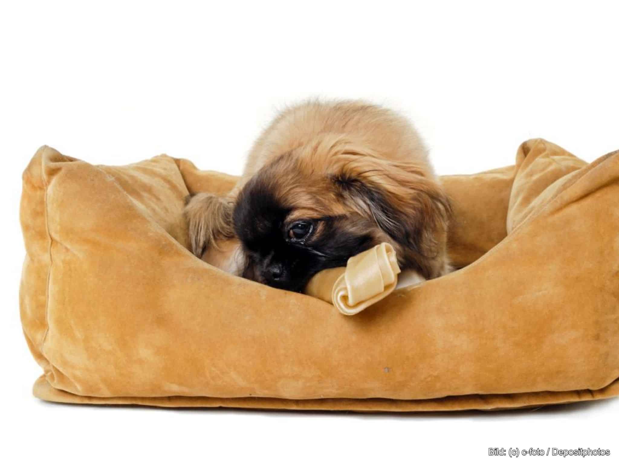 Hundebett kleiner Hund