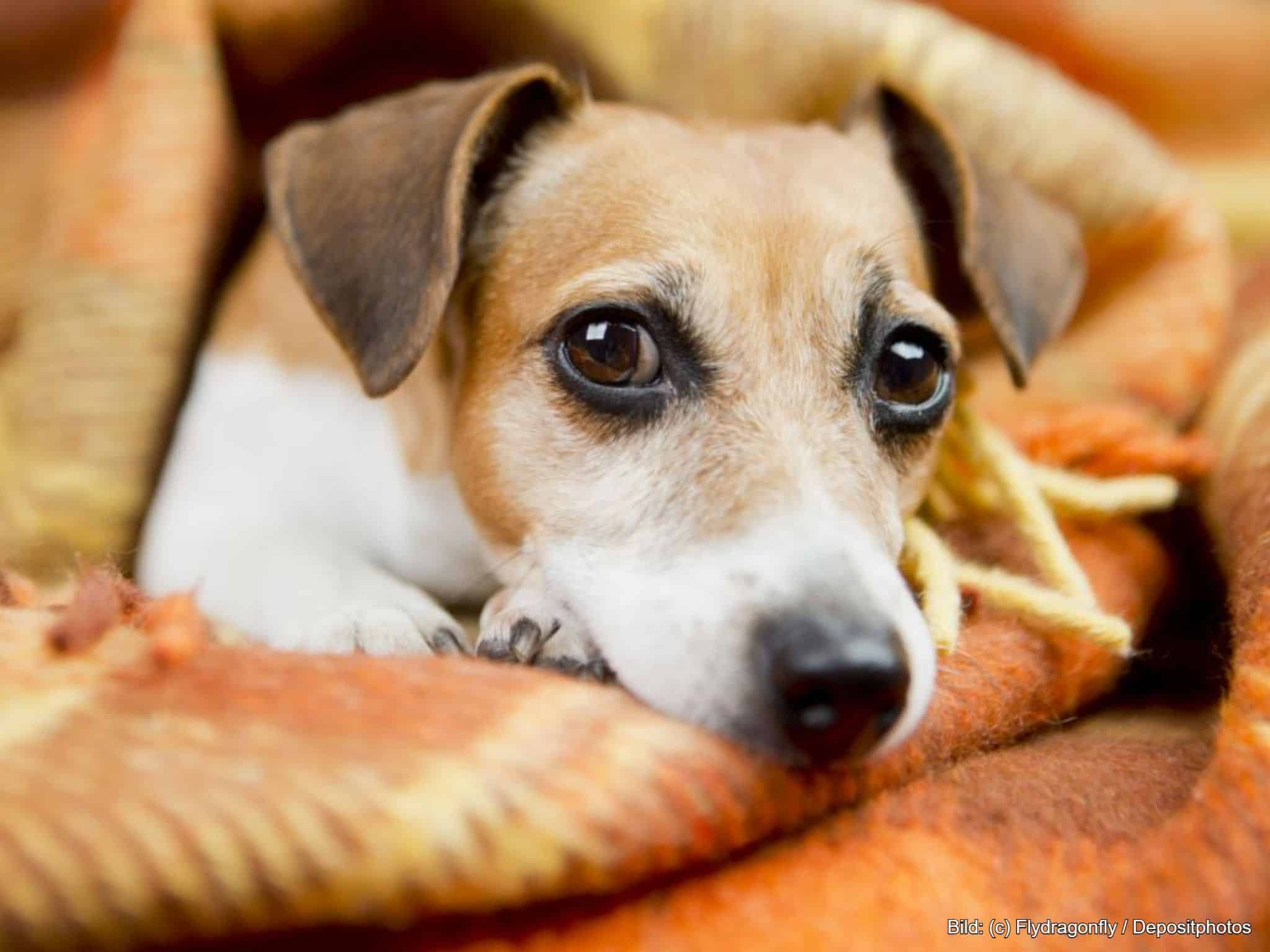 Hundedecke Sofa