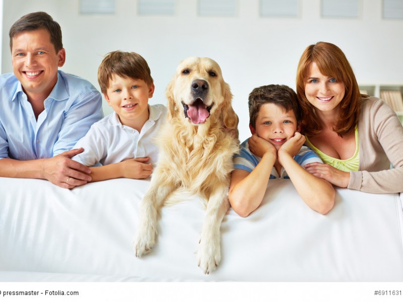 Golden Retriever sind Familienhunde. Sie werden krank, wenn sie nur im Zwinger gehalten werden.